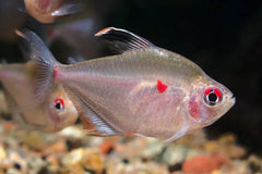 Bleeding Heart Tetra