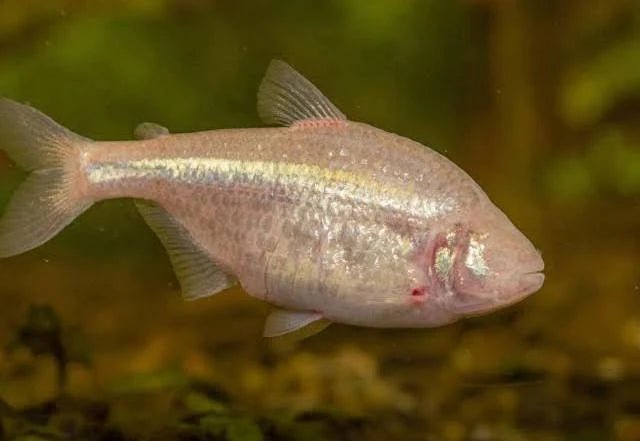 Blind Cave Tetra