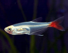 Bloodfin Tetra