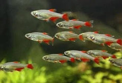 Bloodfin Tetra