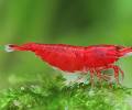 Bloody Mary Shrimp Dwarf Varitey