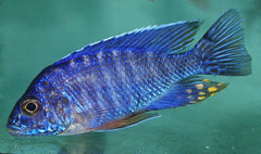 Orange Malawi Cichlid