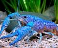 Blue Alleni Lobster