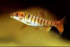 Blue Barred Barb