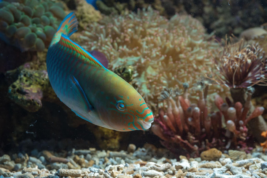 Parrotfish
