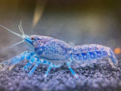 Blue Mini Mexican Lobster