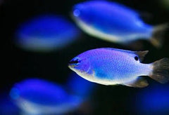 Blue Damsel