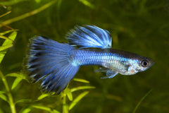 Blue Diamond Delta Guppy Male