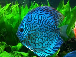 Blue Discus