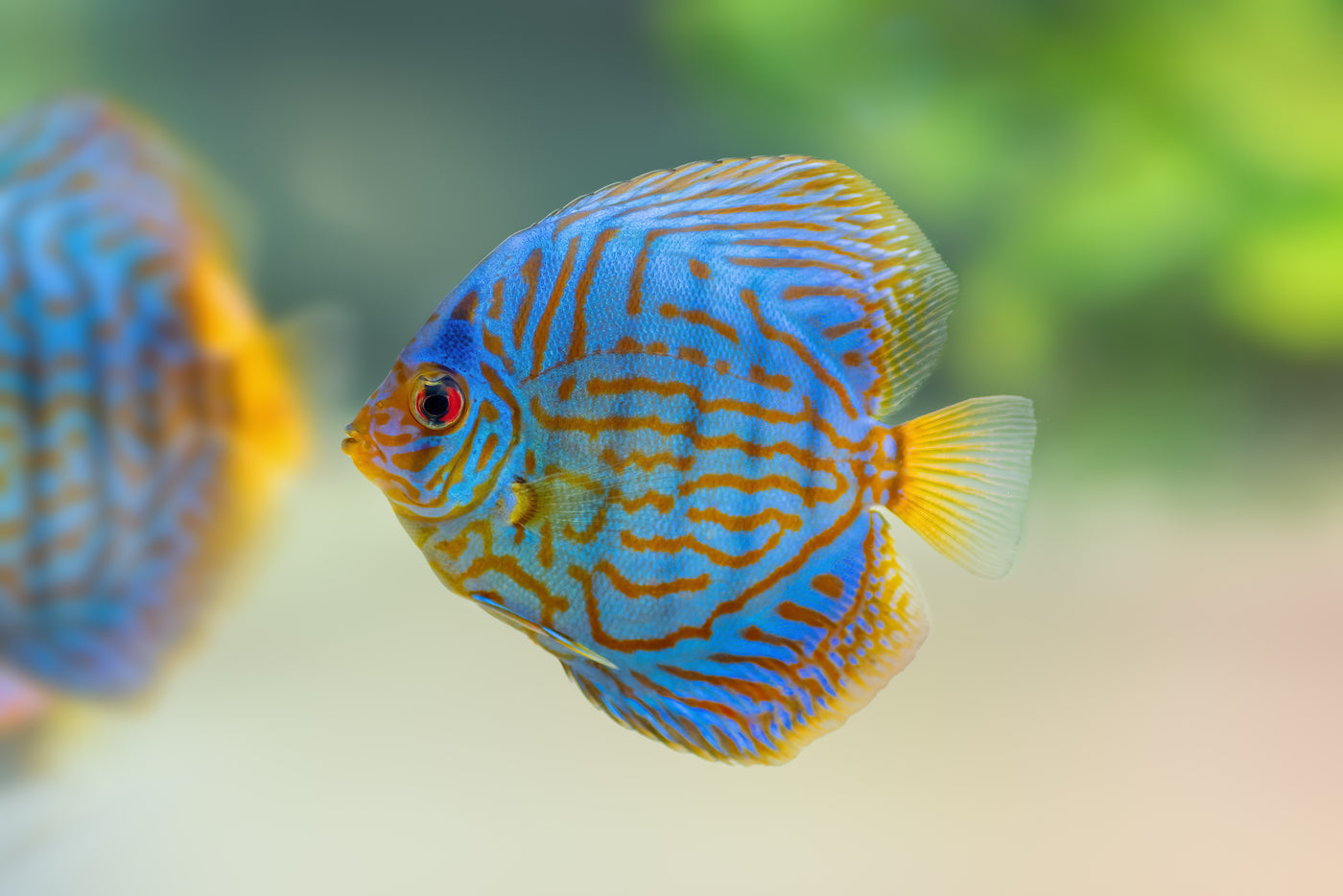 Royal Blue Discus