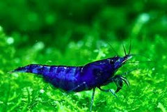Blue Dream Shrimp