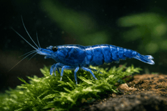 Blue Dream Shrimp Colony Pack