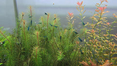 Blue Dream Shrimp Colony Pack