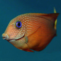 Blue Eye Bristletooth Tang - Medium