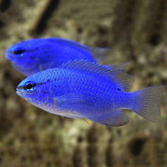 Blue Fin Damsel