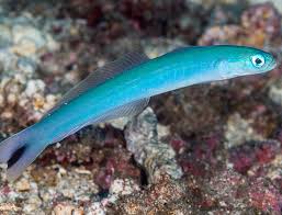 Blue Gudgeon Goby - Medium