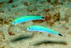 Blue Gudgeon Goby - Medium