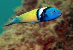 Blue Head Wrasse - Medium