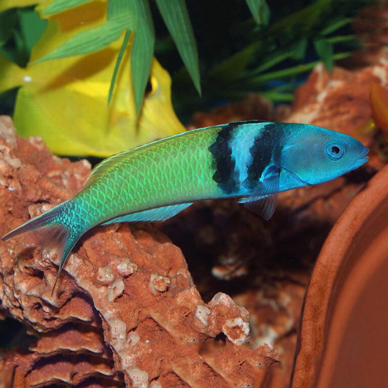 Blue Head Wrasse - Medium