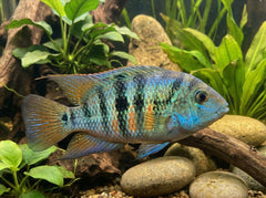 Blue Honduran Red Point Cichlid
