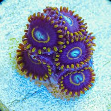 Blue Hornet Zoanthid Polyp - Frag