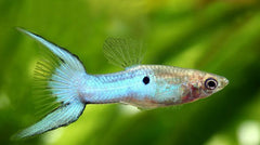 Blue Japanese Swordtail Guppy Male