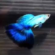 Blue Lazuli Guppy Male