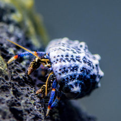 Blue Leg Hermit Crab - Small