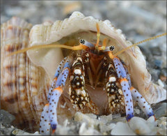 Blue Leg Hermit Crab - Small