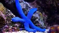 Blue Linckia Starfish - Small