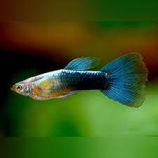 Blue Metallic Guppy Male