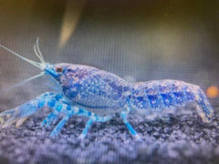 Blue Mini Mexican Lobster