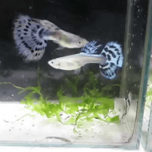Guppy Blue Mosaic Tail