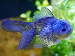 Blue Oranda Goldfish