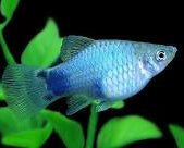 Blue Platy