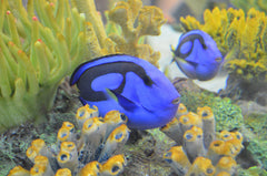 Blue Regal Hippo Tang - Medium