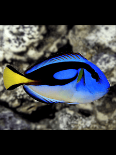 Blue Regal Hippo Tang - Small