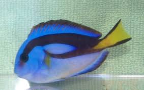 Blue Regal Hippo Tang - Small