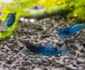Blue Rock Shrimp
