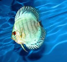 Blue Sapphire Discus