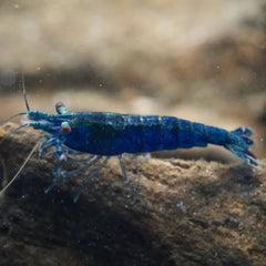 Blue Sapphire Shrimp