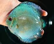 Blue Scorpion Discus