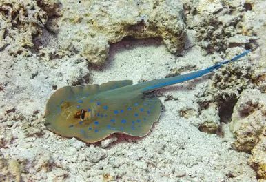Blue Spotted Ray