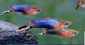 Blue Star Endler's Livebearer