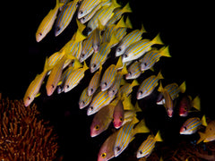 Blue Stripe Snapper - Small