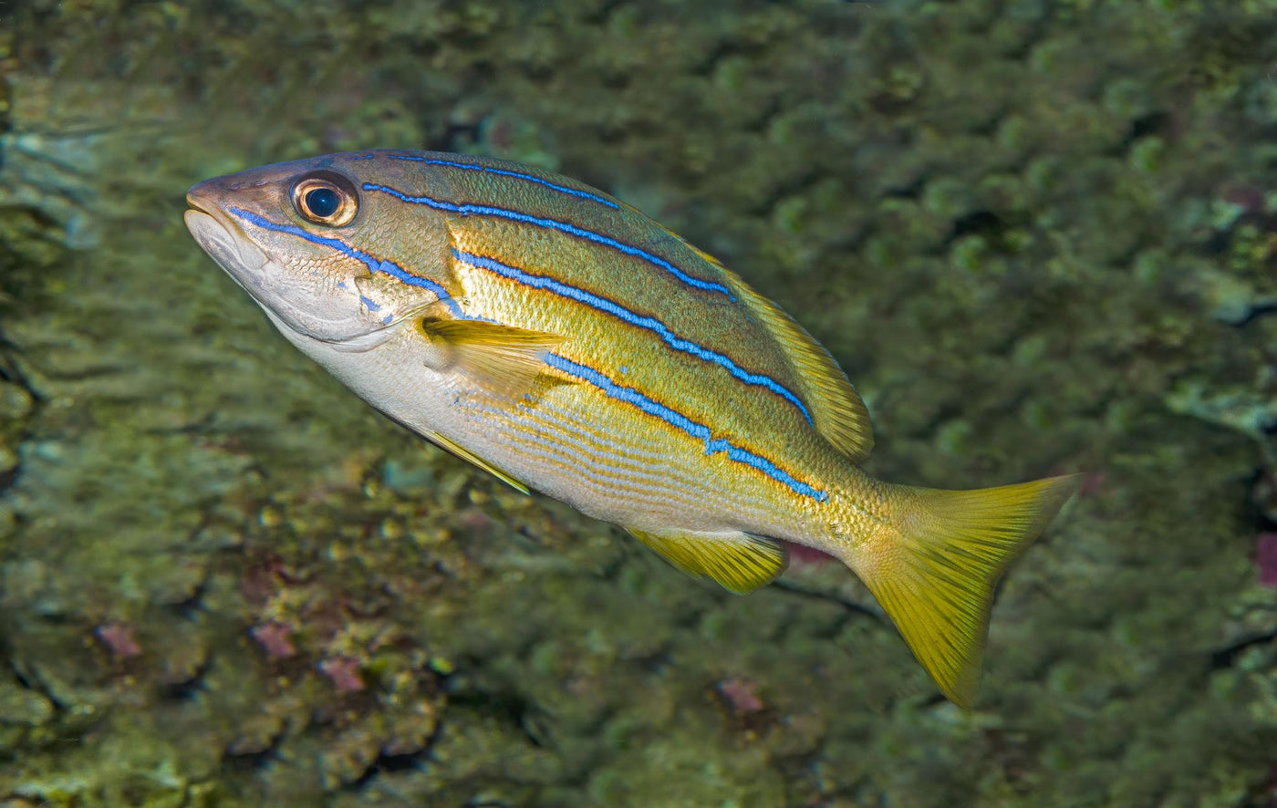 Blue Stripe Snapper - Small
