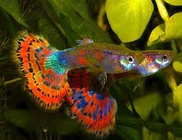 Blue Variegated Delta Guppy Male