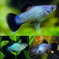 Blue Wag / Rainbow Wag Platy