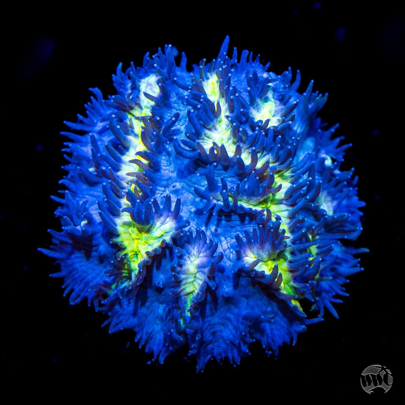 Blueberry Blast Hydnophora Coral - Frag