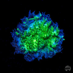 Blueberry Blast Hydnophora Coral - Frag